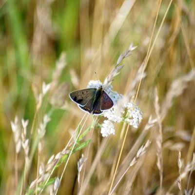 Lycaena tityrus (ohniváček černoskvrnný), Havranické vřesoviště