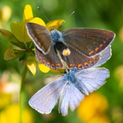 Polyommatus icarus (modrásek jehlicový), PR Kamenný vrch