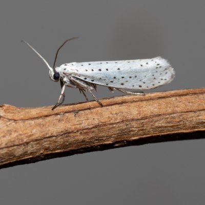 Yponomeuta evonymella (předivka zhoubná), Devět křížů
