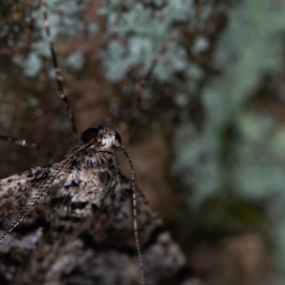 Agriopis leucophaearia (tmavoskvrnáč dubový), Žebětín