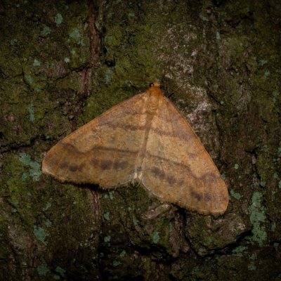 Agriopis aurantiaria (tmavoskvrnáč zlatavý), Žebětín