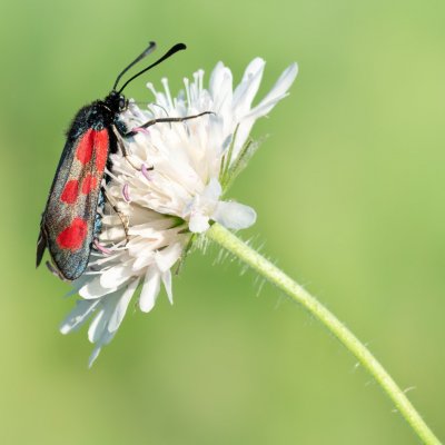 Zygaena loti (vřetenuška kozincová), Podkomorská myslivna