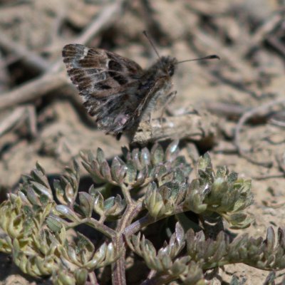 Carcharodus alceae (soumračník slézový), NPP Pouzdřanská step - Kolby
