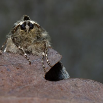 Phigalia pilosaria (drsnokřídlec hrušňový), Kývalka