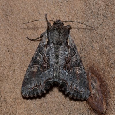 Lacanobia w-latinum (můra kručinková), NPP Stránská skála