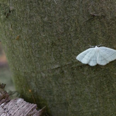 Cabera pusaria (světlokřídlec obecný), Podkomorské lesy