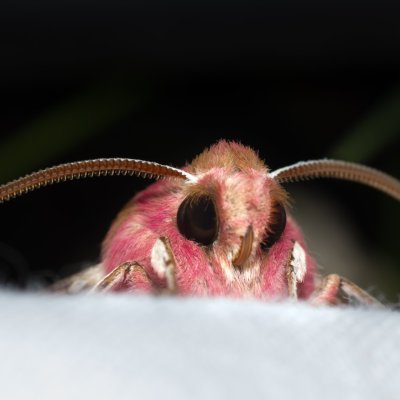 Deilephila porcellus (lišaj kyprejový), NPP Červený kopec