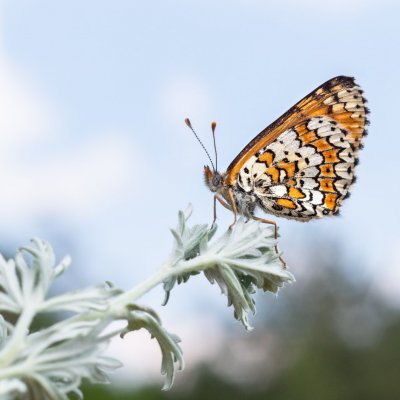 Melitaea cinxia (hnědásek kostkovaný), PR Biskoupský kopec