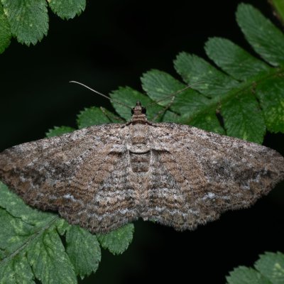 Horisme tersata (píďalka plaménková), Kateřinská jeskyně