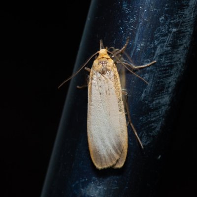 Eilema depressa (lišejníkovec žlutokrajný), Říčky