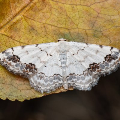 Scopula decorata (vlnopásník ozdobný), NPR Mohelenská hadcová step
