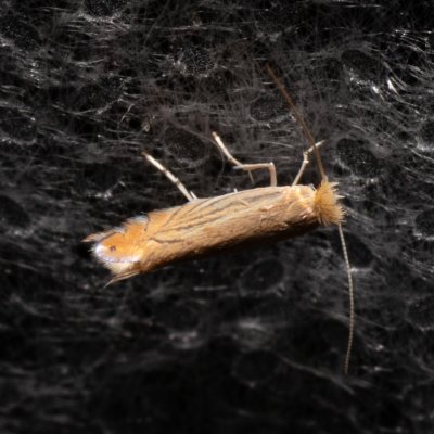 Phyllonorycter parisiella (-), NPP Malhotky