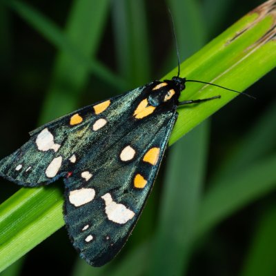 Callimorpha dominula (přástevník hluchavkový), PP Augšperský potok