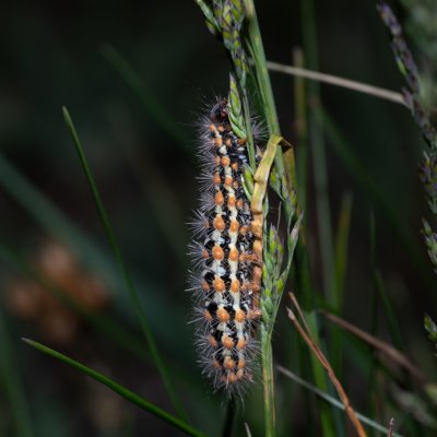 Penthophera morio (smutník jílkový), Havranické vřesoviště