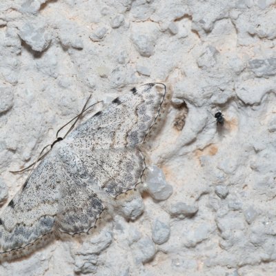 Scopula submutata (-), HR, Jablanac