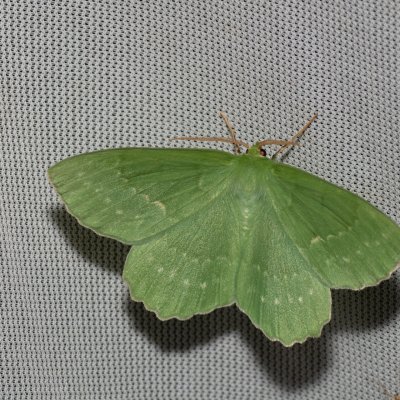 Geometra papilionaria (zelenopláštník březový), Kateřinská jeskyně
