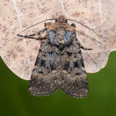 Chersotis multangula (osenice mnohoskvrnná), PR Svatý kopeček