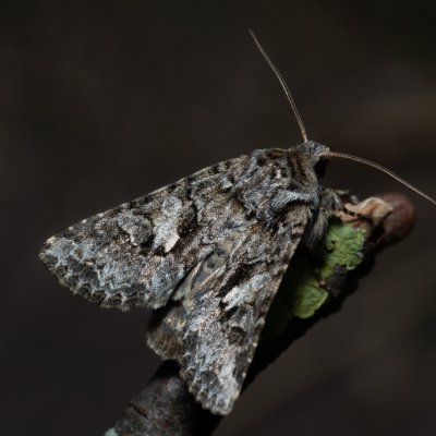 Hada plebeja (můra pampelišková), PP Skalky u Sedlece