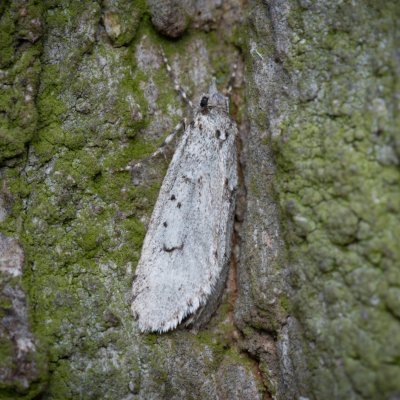 Diurnea fagella (šedivěnka jarní), PP Pekárna