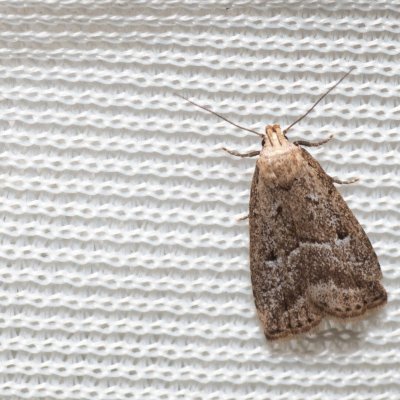 Hypenodes humidalis (můřička rašelinná), NPR Radostínské rašeliniště