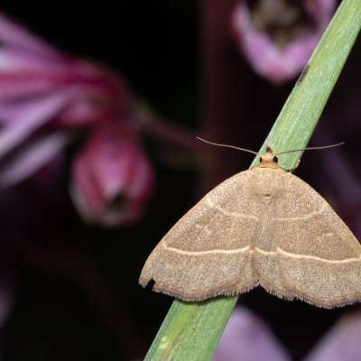Trisateles emortualis (žlutavka běločárná), PP Střelický les
