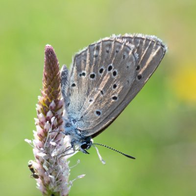 Maculinea alcon rebeli (modrásek hořcový Rebelův), PP Černice
