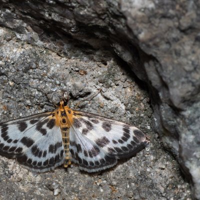 Anania hortulata (zavíječ zahradní), SK, Štôla