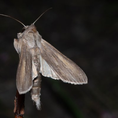 Cucullia umbratica (kukléřka mléčová), NPP Stránská skála