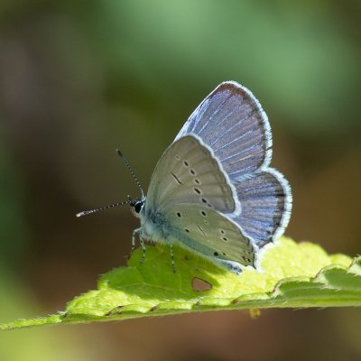 Cupido decoloratus (modrásek tolicový), Helenčina studánka