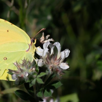 Gonepteryx cleopatra (žluťásek půvabný), GR, Aspiotades, Korfu