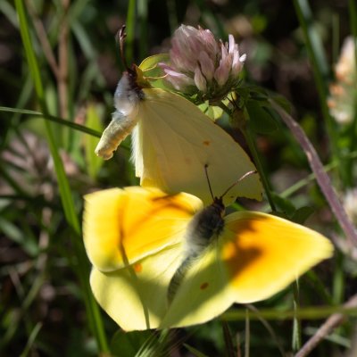 Gonepteryx cleopatra (žluťásek půvabný), GR, Spartilas, Korfu
