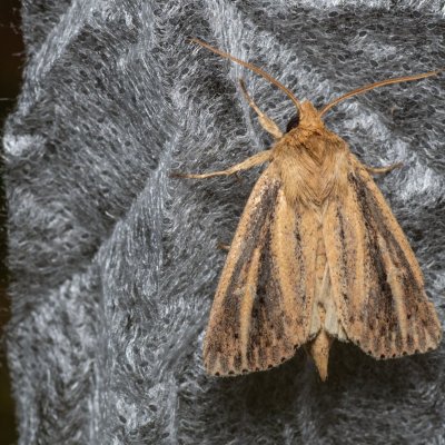 Globia sparganii (rákosnice zevarová), Soběslav