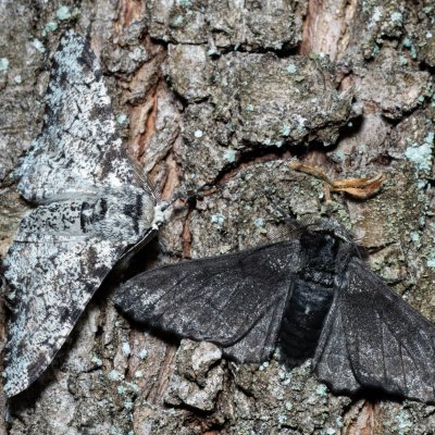 Biston betularia (drsnokřídlec březový), Žebětín