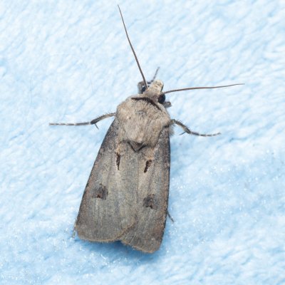 Agrotis exclamationis (osenice vykřičníková), Žebětín