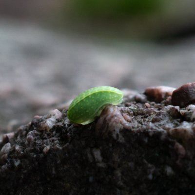 Apoda limacodes (slimákovec dubový), PR Babí lom