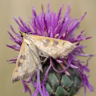 Mecyna trinalis (zavíječ trojtečný), PP Černice
