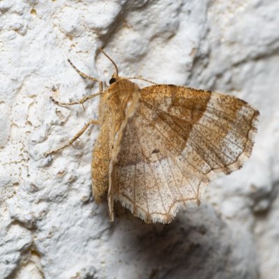 Cepphis advenaria (kropenatec borůvkový), SK, Súľov-Hradná