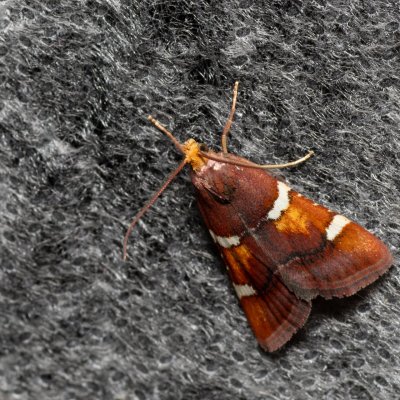 Pyralis regalis (zavíječ nádherný), Havranické vřesoviště