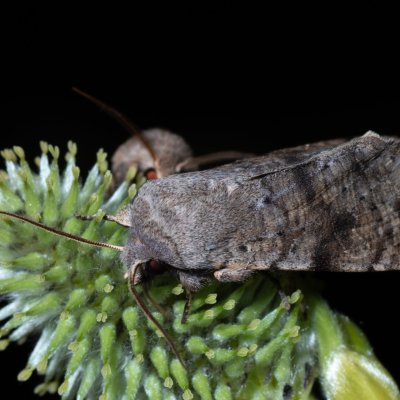 Orthosia incerta (jarnice březnová), Hády - odkaliště