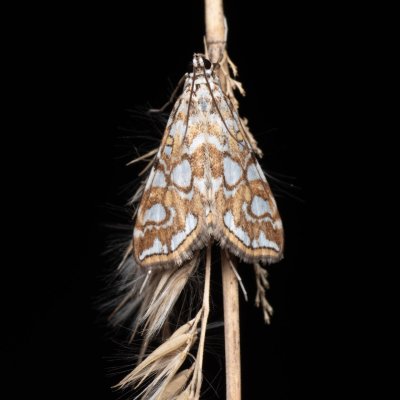 Elophila nymphaeata (vílenka leknínová), PP Pánov