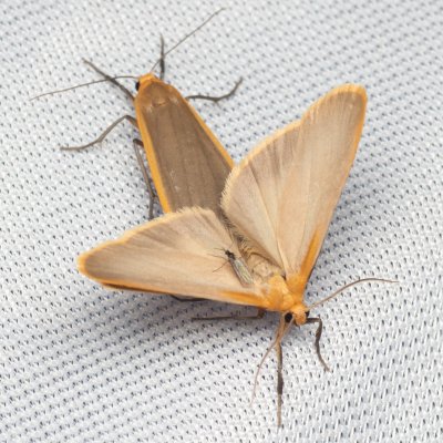 Eilema depressa (lišejníkovec žlutokrajný), NPR Radostínské rašeliniště