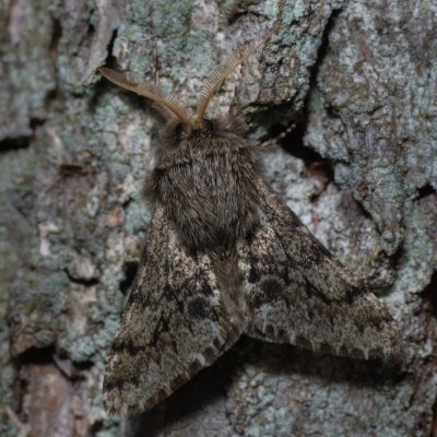 Apocheima hispidaria (drsnokřídlec dubový), Kamenný vrch