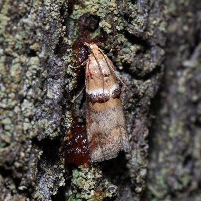Acrobasis tumidana (-), Kývalka