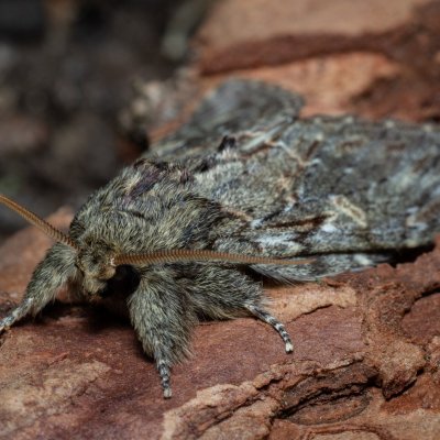 Peridea anceps (hřbetozubec plachý), Podkomorské lesy, Kopeček