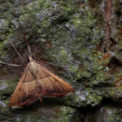 Endotricha flammealis (zavíječ červenavý), PR Kamenný vrch