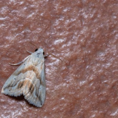 Eublemma sp., TH, Khao Sok