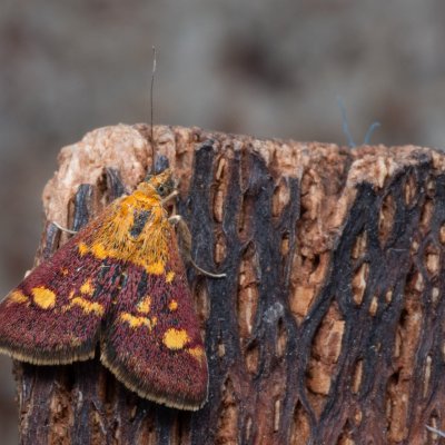 Pyrausta aurata (zavíječ zlatoskvrnný), PP Kamenný vrch u Kurdějova
