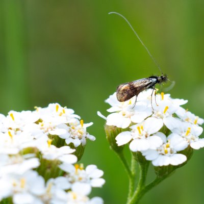 Nemophora minimella (-), PR Kamenný vrch