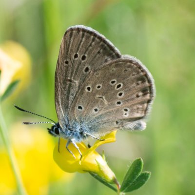 Maculinea alcon rebeli (modrásek hořcový Rebelův), PP Černice