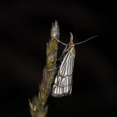 Chrysocrambus craterella (travařík stepní), NPP Stránská skála